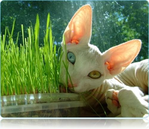 Как посадить траву для кошек дома. Как выращивать траву для кошек 02 Как посадить траву для кошек дома. Как выращивать траву для кошек 02