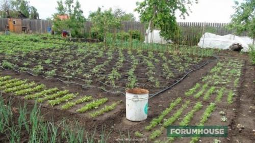 Система полива своими руками форум. Капельный полив: капельницы, спринклеры, микроразбрызгиватели