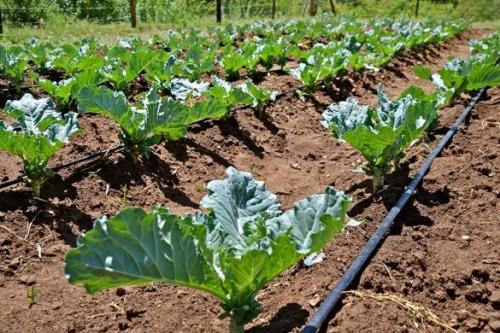 Система полива своими руками форум. Капельный полив: капельницы, спринклеры, микроразбрызгиватели