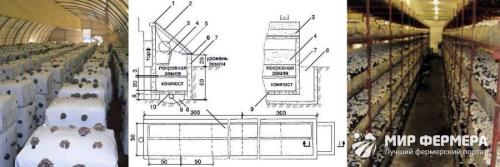 Выращивание грибов дома. Выращивание грибов в домашних условиях 02 Выращивание грибов дома. Выращивание грибов в домашних условиях 02