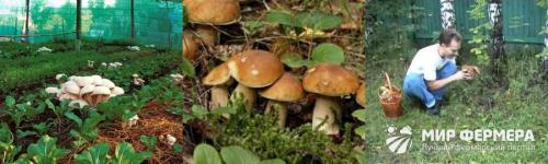 Выращивание грибов дома. Выращивание грибов в домашних условиях 04 Выращивание грибов дома. Выращивание грибов в домашних условиях 04