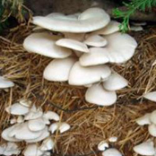 Выращивание грибов дома. Выращивание грибов в домашних условиях