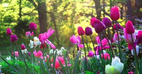 Дизайн посадки тюльпанов. Как красиво посадить тюльпаны на участке + фото