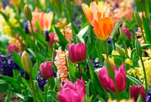 Дизайн посадки тюльпанов. Как красиво посадить тюльпаны на участке + фото