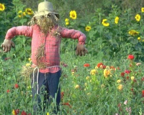 Огородное пугало картинки. Секрет эффективного пугала