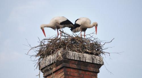 Гнездо для аиста. Как сделать гнездо для аистов своими руками