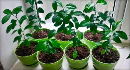 Мандариновые деревья дома. Уход за мандариновым деревом