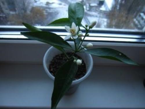 Мандариновые деревья дома. Уход за мандариновым деревом