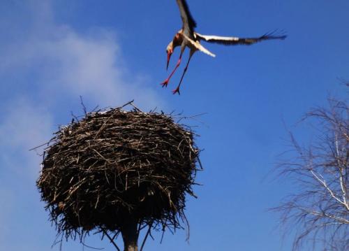 Диаметр гнезда аиста. Гнездо аиста — узнайте где строят гнезда аисты и как привлечь внимание молодого аиста к своему участку (115 фото + видео)