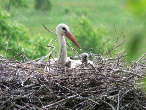 Диаметр гнезда аиста. Гнездо аиста — узнайте где строят гнезда аисты и как привлечь внимание молодого аиста к своему участку (115 фото + видео)