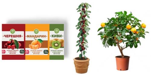 Мандариновые деревья картинки. Мандариновое дерево, уход в домашних условиях, фото 02 Мандариновые деревья картинки. Мандариновое дерево, уход в домашних условиях, фото 02