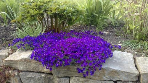 Оформление круглой клумбы. Подбор и высадка растений