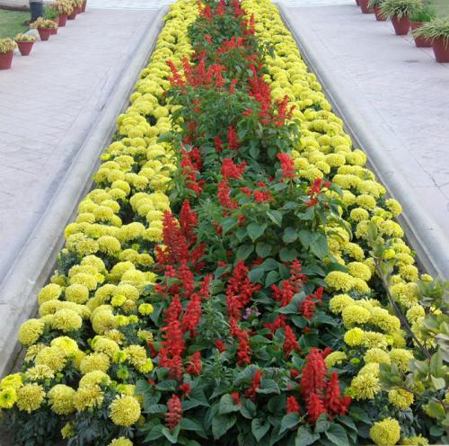 Схема посадки цветочной клумбы. Виды клумб и выбор места