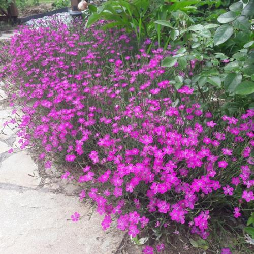 Оформление круглой клумбы. Подбор и высадка растений