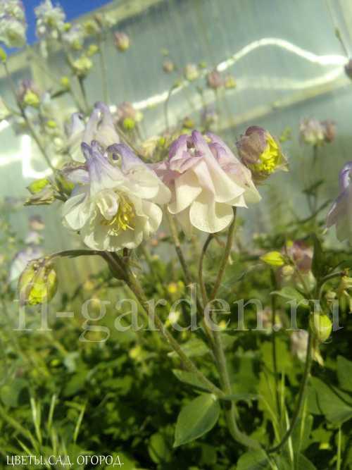 Посадка многолетних цветов. МНОГОЛЕТНИКИ, КОТОРЫЕ ЛЕГКО ВЫРАСТИТЬ ИЗ СЕМЯН