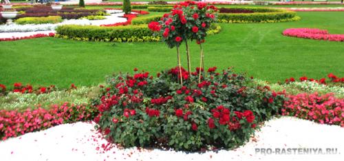 Красивые газоны возле дома. Семена 08