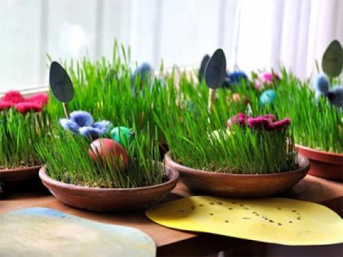 Декоративная трава для дома. Декоративная трава в горшках