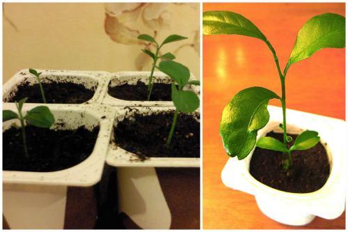 Как вырастить цитрусовое дерево из косточки. Размножение комнатного апельсина