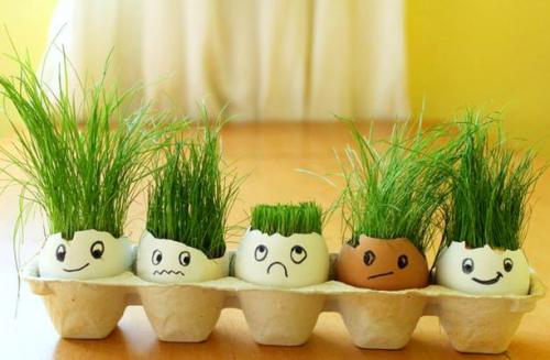 Декоративная трава для дома. Декоративная трава в горшках