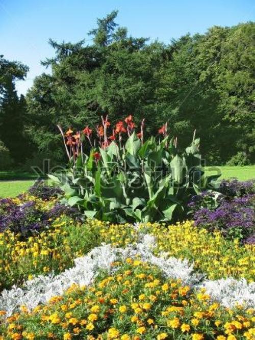 Декоративная низкорослая трава. Декоративная трава — применение в ландшафтном дизайне и подбор злаков (95 фото) 28