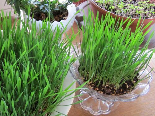 Декоративная трава для дома. Декоративная трава в горшках