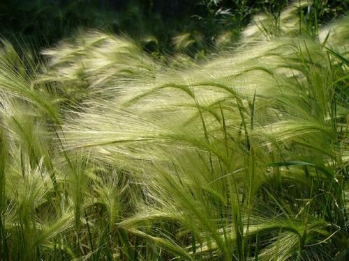 Многолетняя декоративная трава. Виды декоративных трав