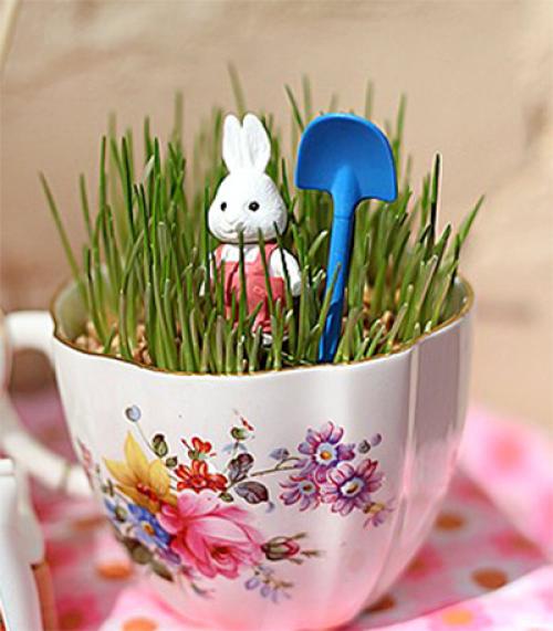 Декоративная трава для дома. Декоративная трава в горшках