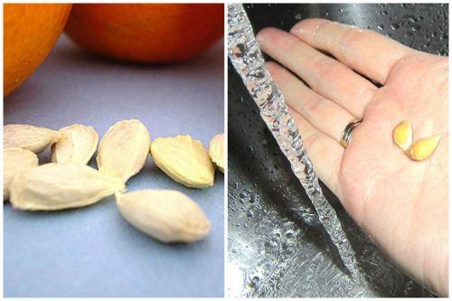 Как вырастить цитрусовое дерево из косточки. Размножение комнатного апельсина