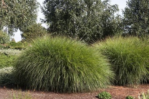 Декоративная низкорослая трава. Декоративная трава — применение в ландшафтном дизайне и подбор злаков (95 фото)