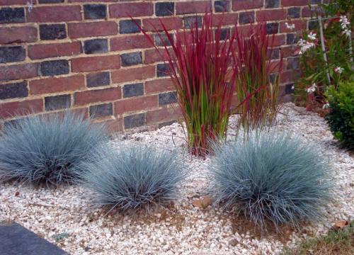 Многолетняя декоративная трава. Виды декоративных трав