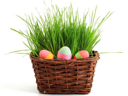 Декоративная трава для дома. Декоративная трава в горшках