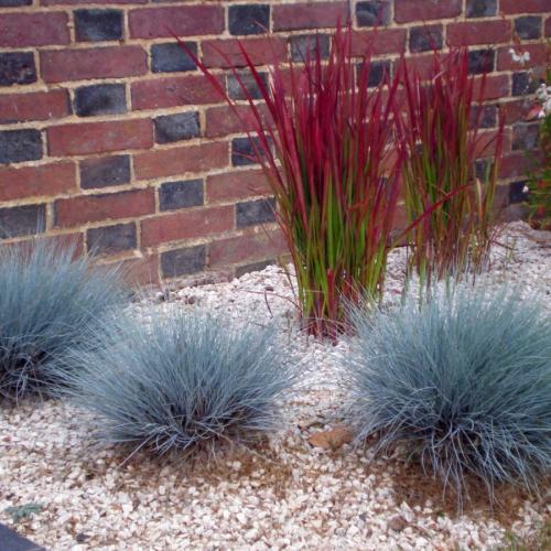 Декоративная низкорослая трава. Декоративная трава — применение в ландшафтном дизайне и подбор злаков (95 фото)