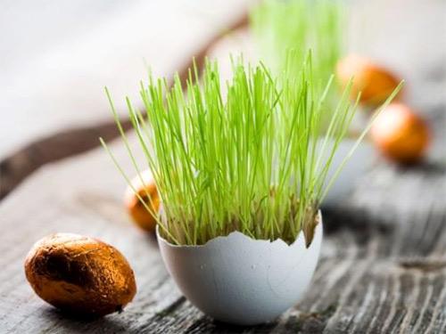 Декоративная трава для дома. Декоративная трава в горшках