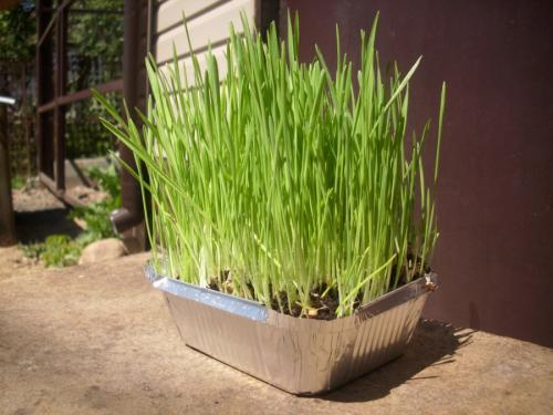 Декоративная низкорослая трава. Декоративная трава — применение в ландшафтном дизайне и подбор злаков (95 фото)