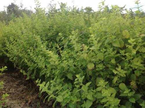 Декоративная низкорослая трава. Декоративная трава — применение в ландшафтном дизайне и подбор злаков (95 фото)