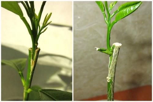 Как вырастить цитрусовое дерево из косточки. Размножение комнатного апельсина