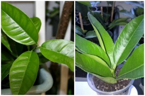 Как вырастить цитрусовое дерево из косточки. Размножение комнатного апельсина