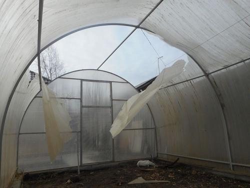 Каким поликарбонатом лучше покрыть теплицу