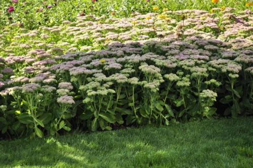 Сад непрерывного цветения многолетников схема посадки. Подбор растений Для клумбы непрерывного цветения можно использовать, как многолетние, так и однолетние, и двулетние растения. Причем рациональнее всего оказывается 08 Сад непрерывного цветения многолетников схема посадки. Подбор растений Для клумбы непрерывного цветения можно использовать, как многолетние, так и однолетние, и двулетние растения. Причем рациональнее всего оказывается 08