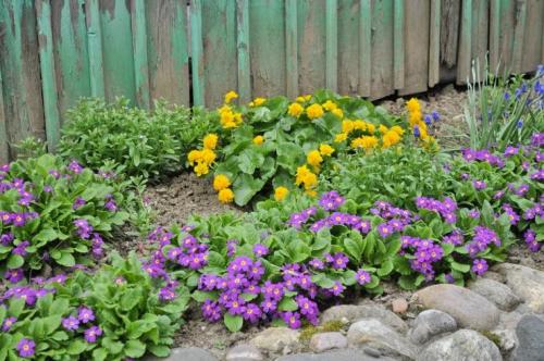 Сад непрерывного цветения многолетников схема посадки. Подбор растений Для клумбы непрерывного цветения можно использовать, как многолетние, так и однолетние, и двулетние растения. Причем рациональнее всего оказывается 03 Сад непрерывного цветения многолетников схема посадки. Подбор растений Для клумбы непрерывного цветения можно использовать, как многолетние, так и однолетние, и двулетние растения. Причем рациональнее всего оказывается 03