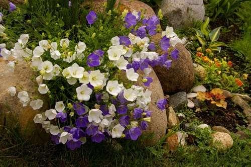 Низкорослые многолетние цветы для клумбы. Многолетние растения, цветущие весь летний период