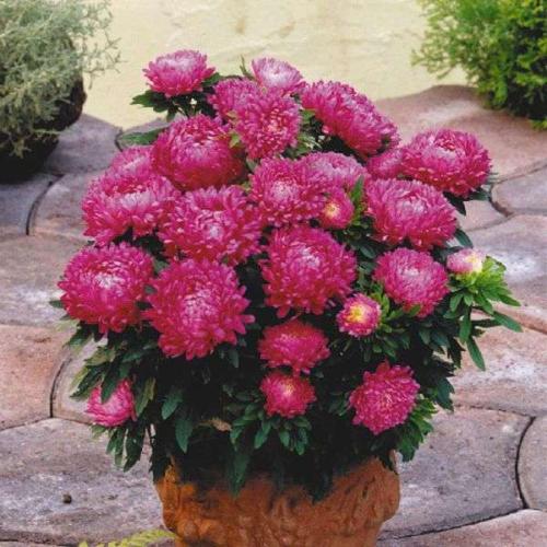 Низкорослые многолетние цветы для клумбы. Многолетние растения, цветущие весь летний период