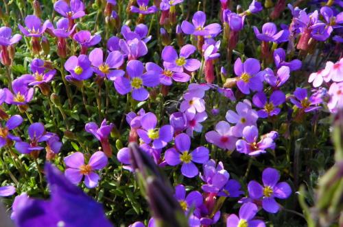 Низкорослые многолетние цветы для клумбы. Многолетние растения, цветущие весь летний период