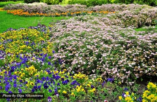 Сад непрерывного цветения многолетников схема посадки. Подбор растений Для клумбы непрерывного цветения можно использовать, как многолетние, так и однолетние, и двулетние растения. Причем рациональнее всего оказывается 14