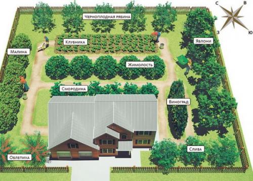 Правильное расположение плодовых деревьев на участке. Составление плана