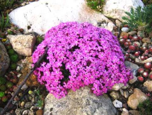 Низкорослые многолетние цветы для клумбы. Многолетние растения, цветущие весь летний период