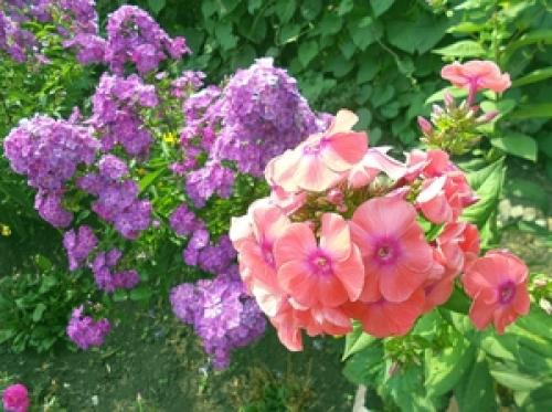 Цветущие многолетники красивые. Луковичные многолетние цветы: 09