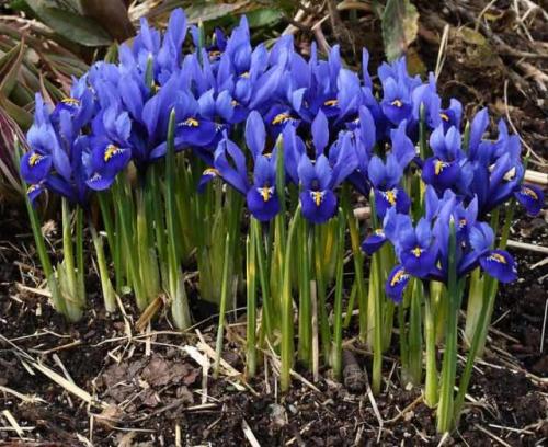 Цветущие многолетники красивые. Луковичные многолетние цветы: 07 Цветущие многолетники красивые. Луковичные многолетние цветы: 07