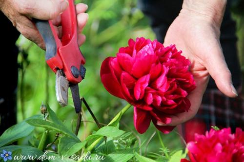 Какие растения сажают осенью. Какие многолетние цветы сажают осенью