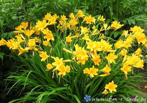 Какие растения сажают осенью. Какие многолетние цветы сажают осенью